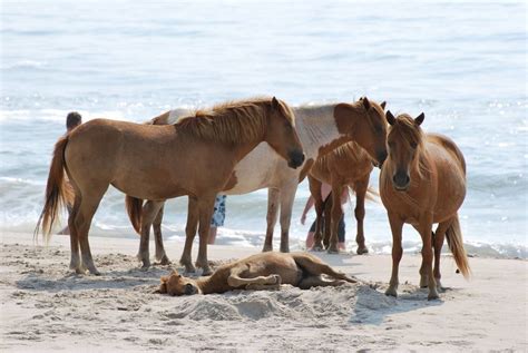 Wild Horses at Assateague Island National Park in Maryland (Assateague ...