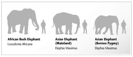 African and Asian Elephants Comparison | Comparison between the African, Asian and pygmy ...