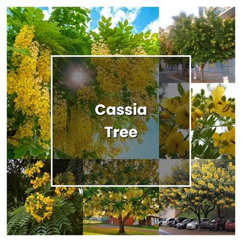 How to Grow Cassia Tree - Plant Care & Tips | NorwichGardener