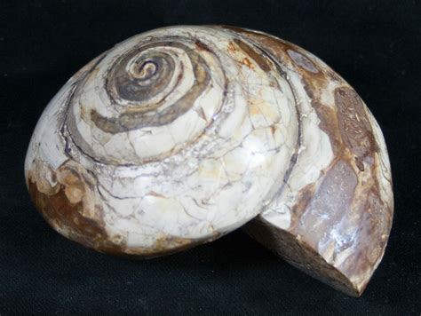 3.3" Giant Fossil Snail (Pleurotomaria) - Madagascar For Sale (#9539) - FossilEra.com