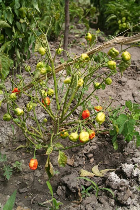 West African Plants - A Photo Guide - Capsicum chinense Jacq.