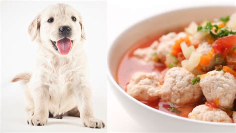 3 Vet-Approved Homemade Puppy Food Recipes - Rocky Kanaka