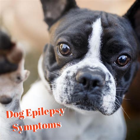 Dog Epilepsy Symptoms | Best Canine Health And Care in 2020 | Epilepsy in dogs, Epilepsy ...