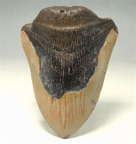 Carcharocles (Carcharodon) Megalodon Tooth - Den of Antiquity