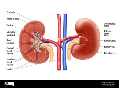 Kidney Diagram