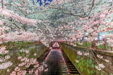 Tokyo Sakura Japan wallpaper | architecture | Wallpaper Better