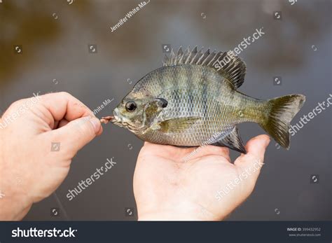 222 Brim fish Images, Stock Photos & Vectors | Shutterstock