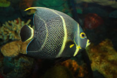 French Angelfish, Pomacanthus paru | Brian Gratwicke | Flickr