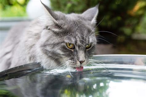 73 Hottest And Most Popular Why Is My Cat Suddenly Drinking From The ...