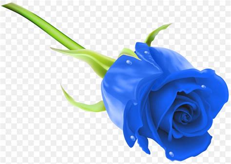 Blue Rose Flower Stock Photography Clip Art, PNG, 8000x5710px, Rose, Blue, Blue Rose, Close Up ...