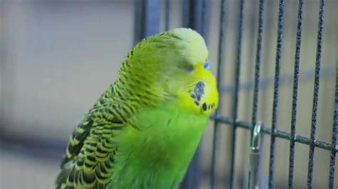 Disco the Talking Budgie - Outtakes (Pets Wild at Heart) - YouTube