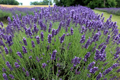 Lavender flowers bulk dry lavender flower - Ruistars