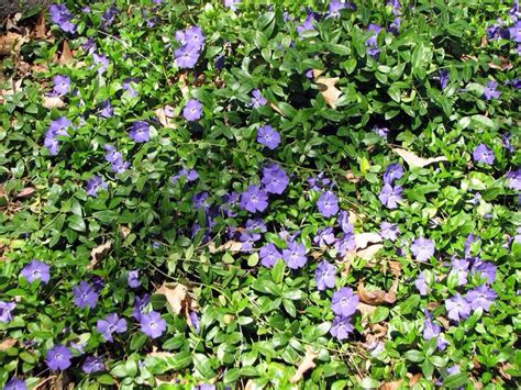 Periwinkle great ground cover | Ground cover plants, Periwinkle plant, Ground cover