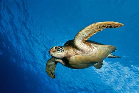 Ocean Animals Wallpaper - WallpaperSafari