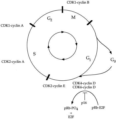 Cancer Cell Cycle Diagram