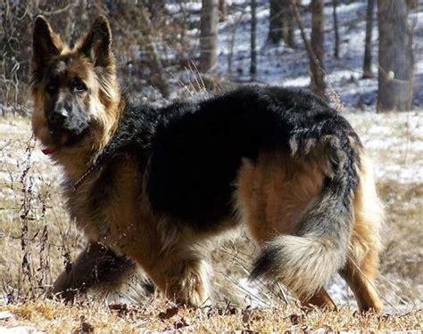 Beautiful Registerd King Shepherd Pups | King shepherd, Shepherd dog ...