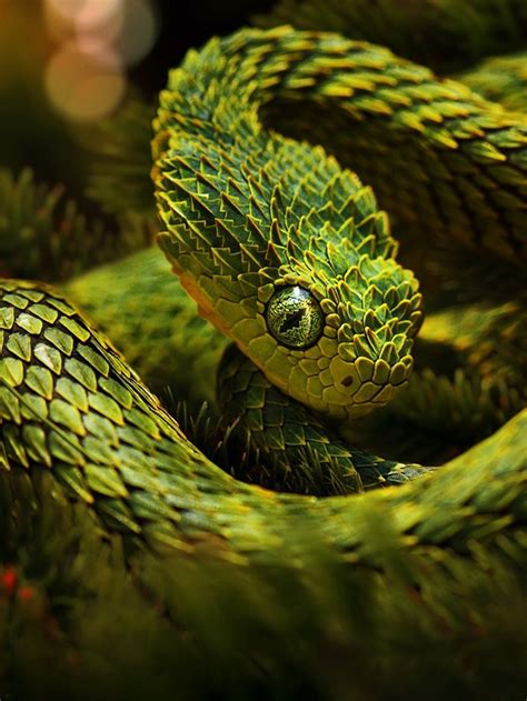 Kari LikeLikes: Atheris hispida aka Bush Viper #nature