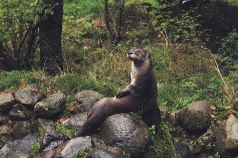 Wildlife in Wales – Animals & More | Wales.org