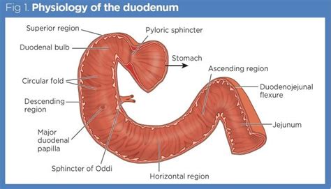 Gastrointestinal tract 3: the duodenum, liver and pancreas | Nursing Times