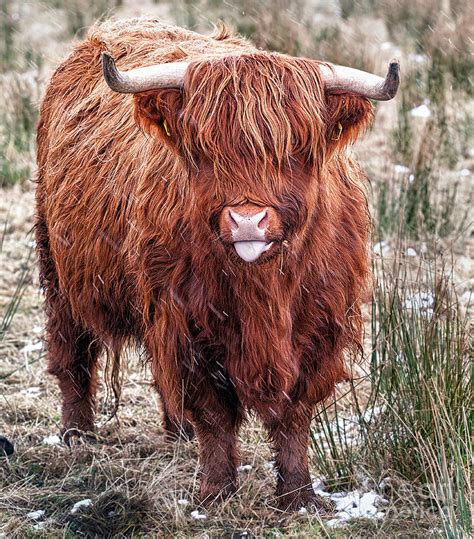 Highland Coo With Tongue Out Photograph by John Farnan