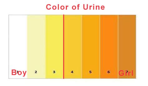 pregnancy urine color chart - Samatha Hobson