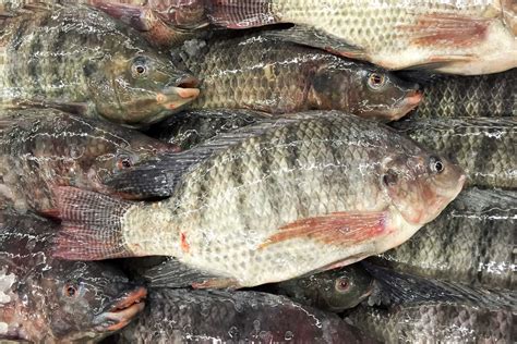 Tilapia Fish | tradekorea