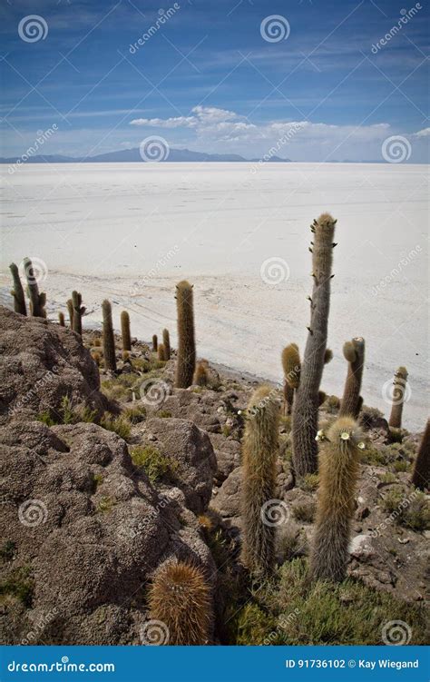 Island with Cactus in the Landscape of the Salar De Uyuni and La Stock ...