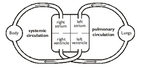 Draw the flow charts of singular circulation and double circulation.