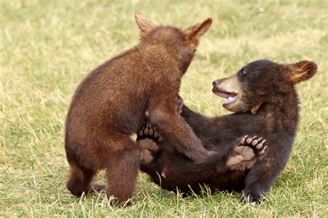 Baby Bears! - Anne McKinnell Photography