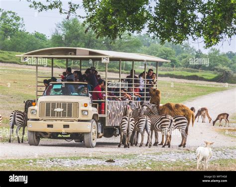 Monterrey, Nuevo León/ México - 4/8/2018: [Photograph of a safari truck ...