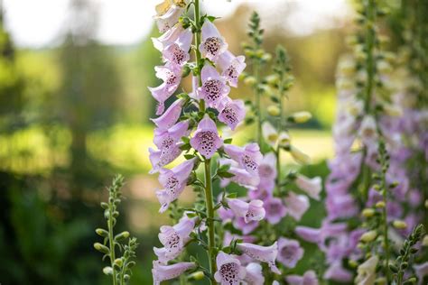 20 Low-Maintenance Perennials for Shade Gardens