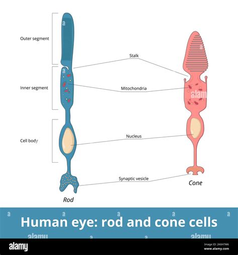 Cone Cell Diagram