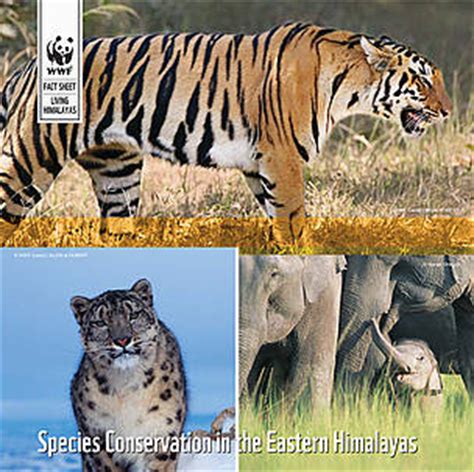 Species Conservation in the Eastern Himalayas | WWF