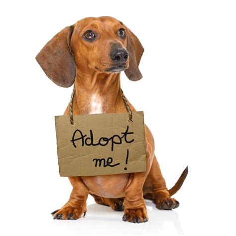 Should I Adopt A Puppy: Your Guide To Making The Right Decision