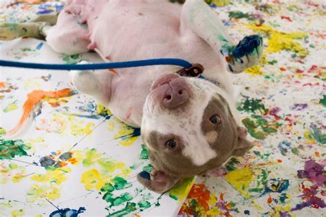 Local shelter dogs to create paw paintings | News, Sports, Jobs ...