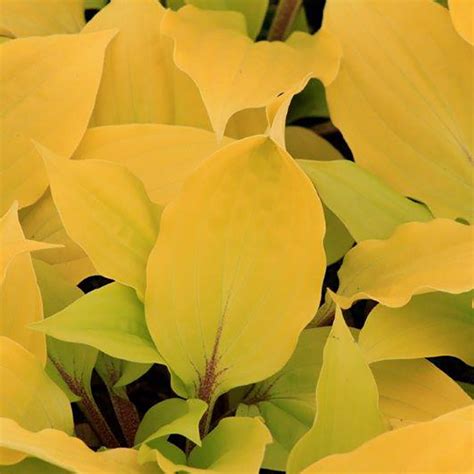 Hosta Fire Island - Davenport Garden Centre