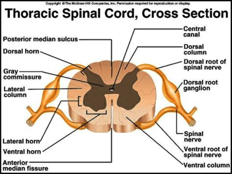 test 4 - nervous system (motor functions: spinal cord) Flashcards | Quizlet