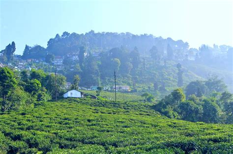 Admire the charming tea plantations in India