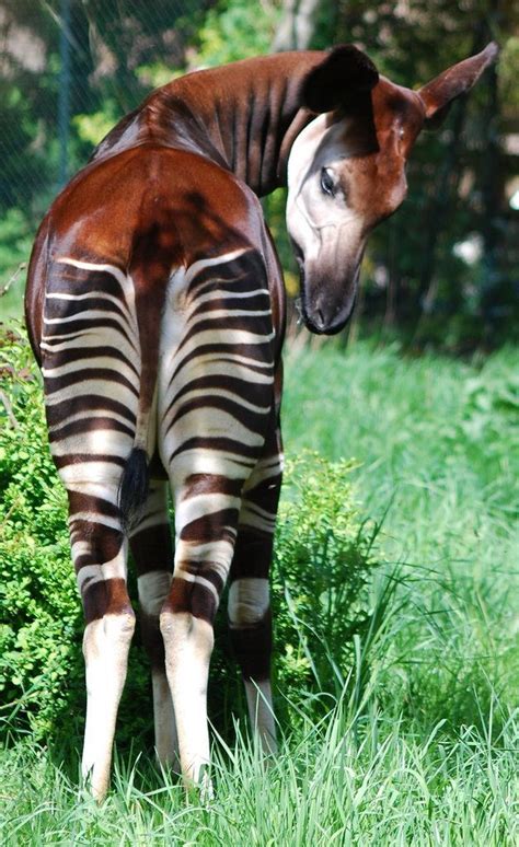 OKAPI in 2020 | Unusual animals, Animals, Animal pictures