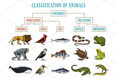 Classification of Animals. Reptiles amphibians mammals birds. Crocodile ...