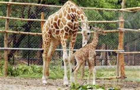 Patna Zoo Patna - Places to Visit in Patna