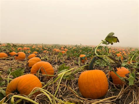 THE PUMPKIN PATCH - Pumpkin Patch Near Me