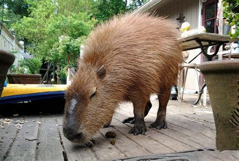 Capybaras As Pets - Everything You Need To Know