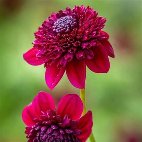 Buy Dahlia 'Rosie Raven' Tubers | Anemone Dahlias | Sarah Raven