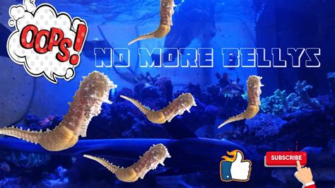 Seahorse breeding project #2 - YouTube