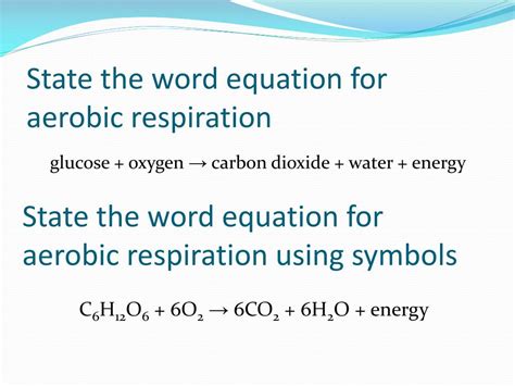 PPT - Respiration PowerPoint Presentation, free download - ID:2267140