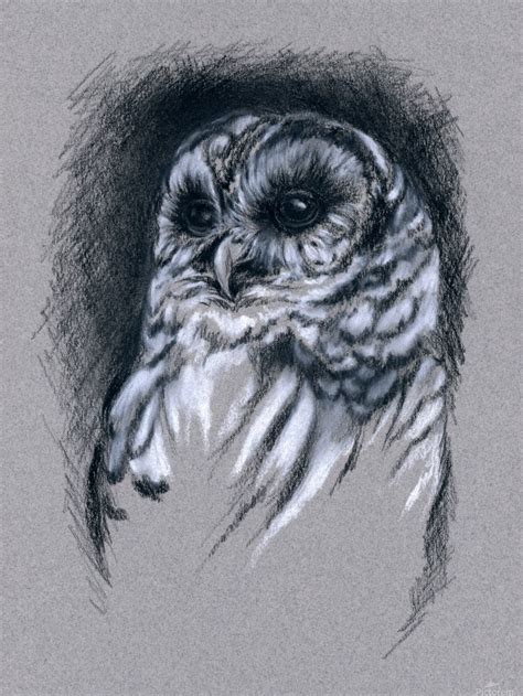 Barred Owl Drawing at PaintingValley.com | Explore collection of Barred Owl Drawing