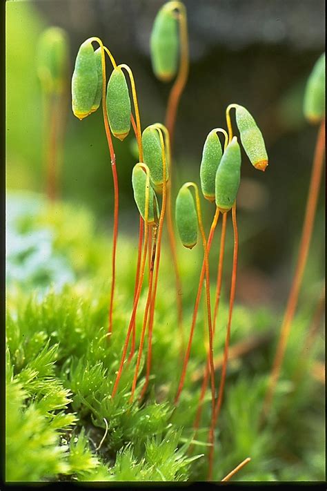 Moss of Alaska: Photos