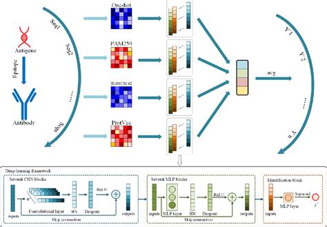 Identification of linear epitope with Multiple Sequence Representation Learning Network ...