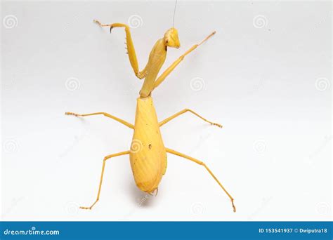 Yellow Praying Mantis on White Background Stock Image - Image of legs ...